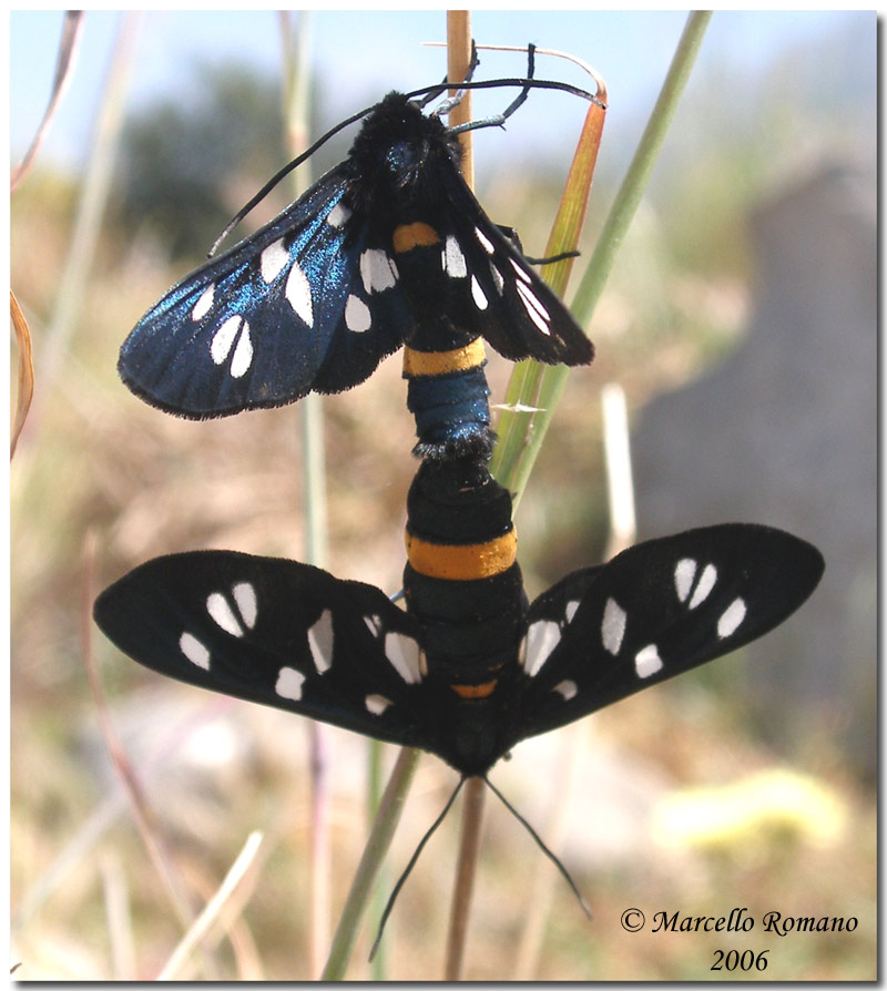 Bruchi di Amata phegea